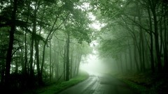 Nature forests mist roads