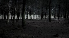 Nature forests monochrome