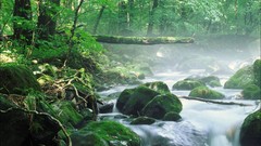 Nature forests moss rivers