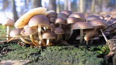 Nature forests outdoors mushrooms