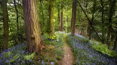 Nature forests paths