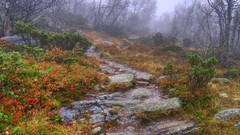 Nature forests paths mist