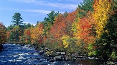 Nature forests rivers