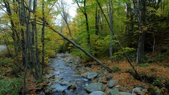 Nature forests riverside