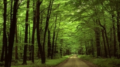 Nature forests roads