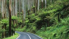Nature forests roads