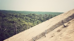 Nature forests sand dunes