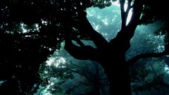 Nature forests scenic