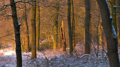 Nature forests snow landscapes