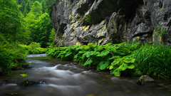 Nature forests streams rivers