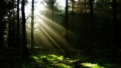Nature forests sunlight