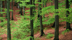 Nature forests sweden