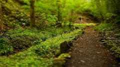 Nature forests tilt-shift macro