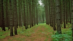 Nature forests tree farm