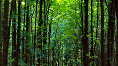 Nature forests trippy