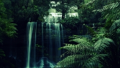 Nature forests waterfalls