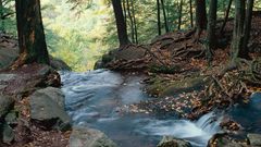 Nature forests woods rivers