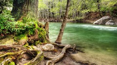 Nature forests woods streams