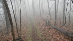 Nature forests Woody Guthrie