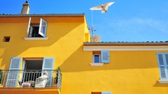 Nature France Birds balcony Pigeons buildings national 