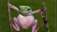 Nature Frogs