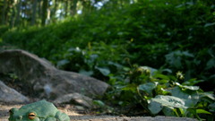 Nature Frogs amphibians