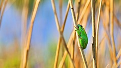 Nature Frogs amphibians