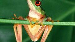Nature Frogs amphibians Red-Eyed Tree Frog