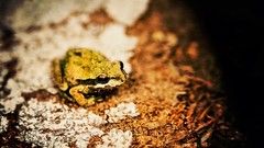 Nature Frogs bokeh amphibians depth of field Ed McGowan