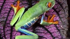 Nature Frogs Red-Eyed Tree