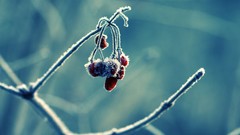 Nature frost Frozen cherries
