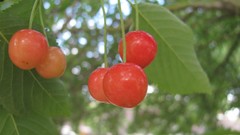 Nature fruits