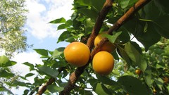 Nature fruits apricots