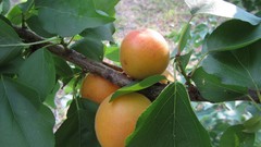 Nature fruits apricots