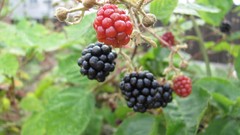 Nature fruits blackberries