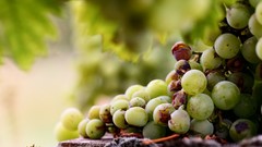 Nature fruits grapes
