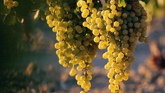 Nature fruits grapes depth