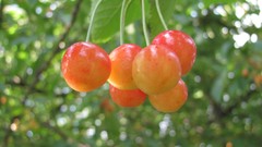 Nature fruits multicolor