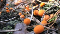 Nature fungus multicolor
