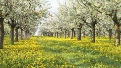 Nature Garden forests