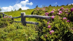Nature Garden meadows
