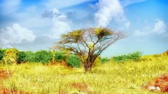 Nature Garden meadows