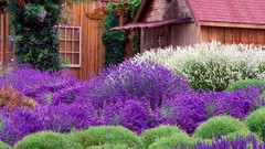 Nature Garden Violet