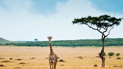 Nature Giraffes