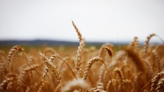 Nature gold skyscapes