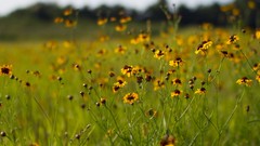 Nature golden hour erin