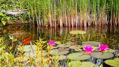 Nature goldfish ponds