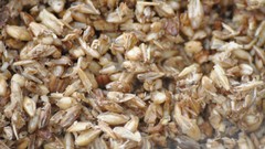 Nature grain food Plants