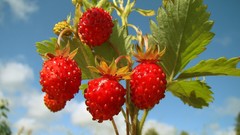 Nature grapes fruits