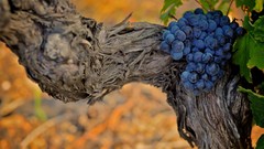 Nature grapes fruits